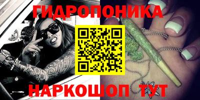 apvp Аша